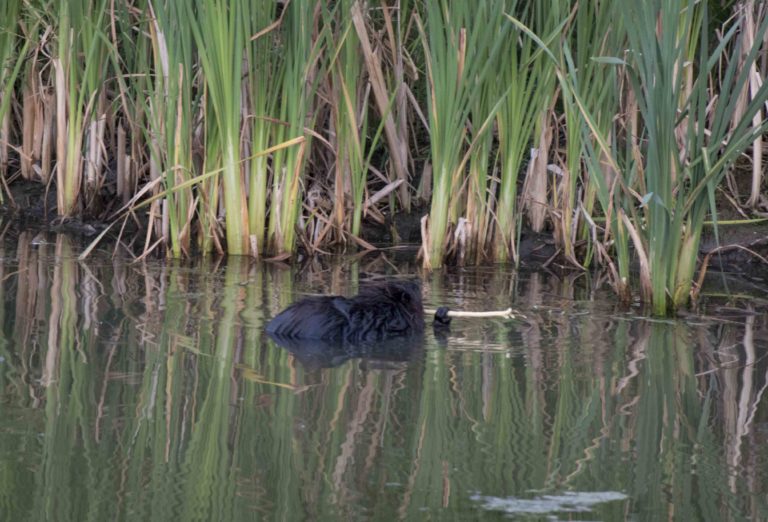 Beaver Watch in Bradford