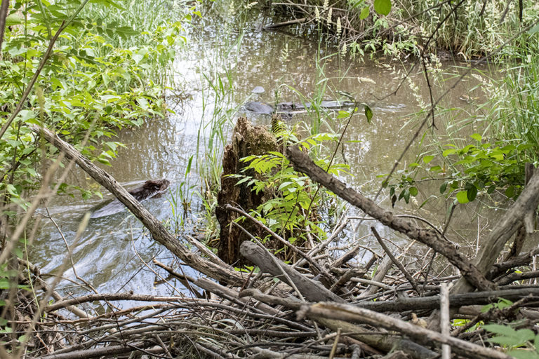 Scanlon Creek Beavers